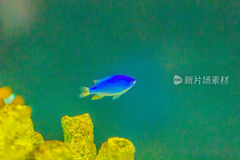 可爱的Chrysiptera cyanea fish，也被称为blue damselfish, blue demoiselle, blue devil，矢车菊军士长，Hedley的小热带鱼，红尾澳大利亚少女，蓝宝石devil，天蓝色少女。